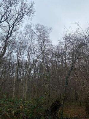 tlw. Birkenbestand.jpg