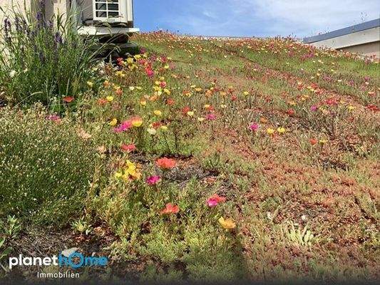 Begruentes Flachdach