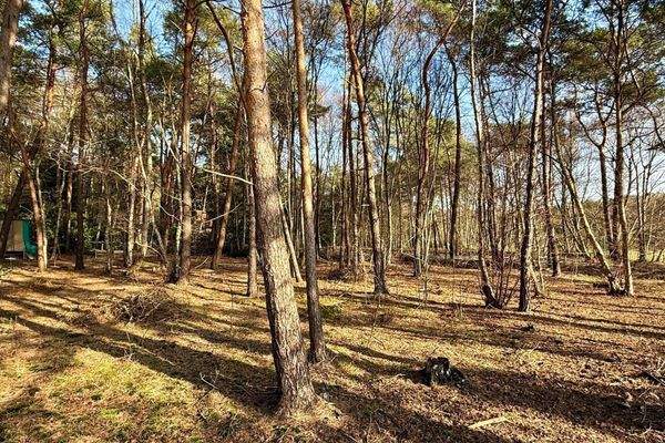 Blick in den eigenen kleinen Wald.
