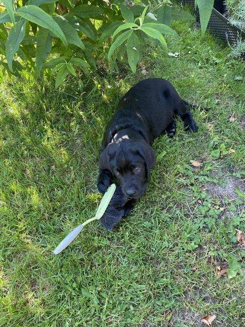 Schneeberg Häuser, Schneeberg Haus kaufen