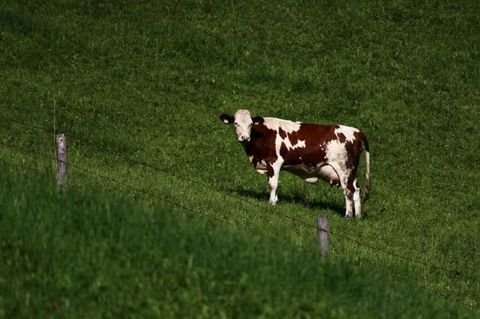 Gurahont Grundstücke, Gurahont Grundstück kaufen