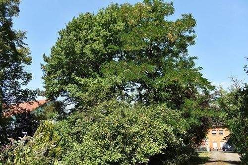 .. alten Eichenbäumen !