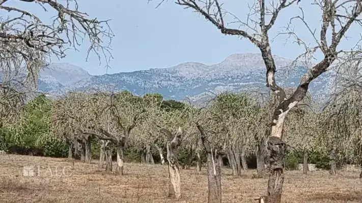 Blick auf Tramuntana