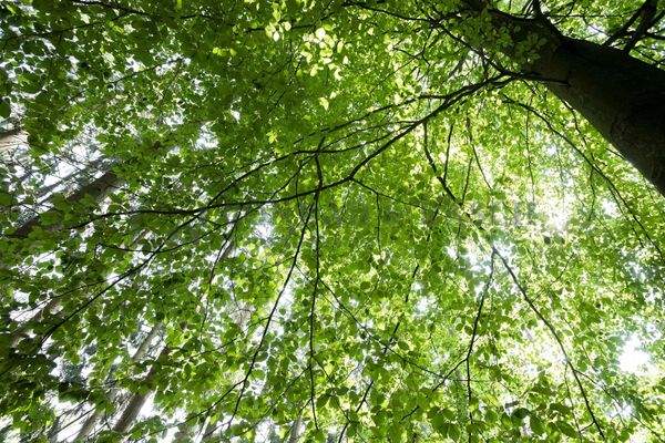 Waldimpressionen auf eigenem Grundstück