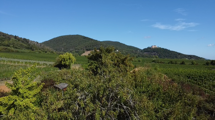 Grundstück Maikammer mit HUF Bauprojekt (2).PNG