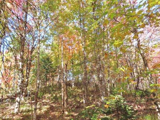 Nova Scotia - Smithfield - Wunderschönes 47-Hektar