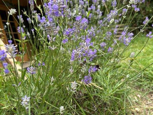 Viele Kräuter, Obst und Gemüse