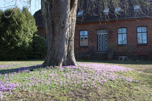 Frühlingsboten vor dem Haus