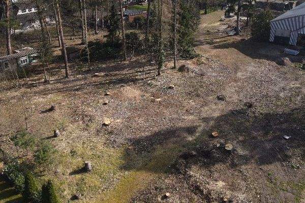 Nach dem Baumfällen