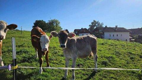 Münsing Häuser, Münsing Haus kaufen