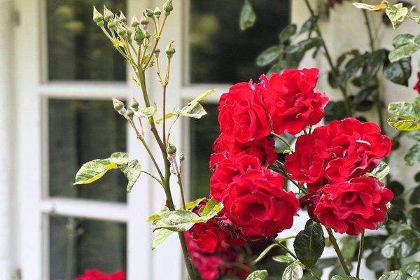 Blühende Rosen am Haus