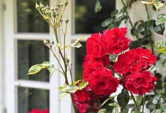 Blühende Rosen am Haus