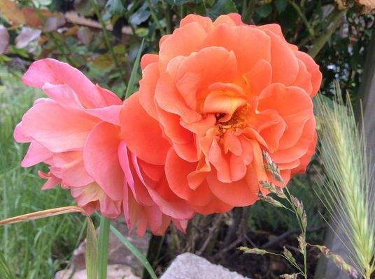 blühende Rosenstöcke