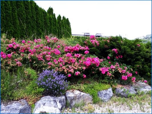 Anblick in den Garten