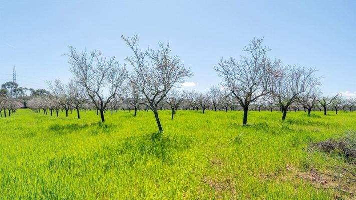 Algaida Mallorca Landhaus zum Verkauf Land 92303