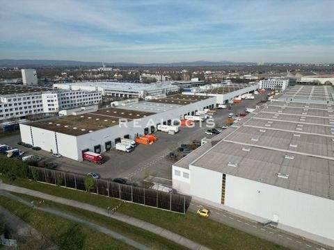 Ginsheim-Gustavsburg Halle, Ginsheim-Gustavsburg Hallenfläche