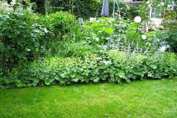 Sommerimpressionen Garten