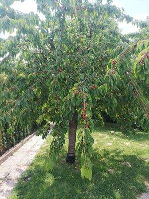 und tollem Kirschbaum