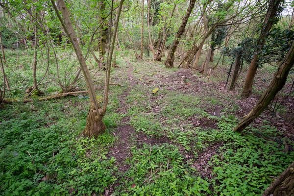 Wald