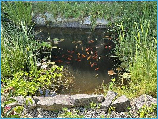Fischweiher 