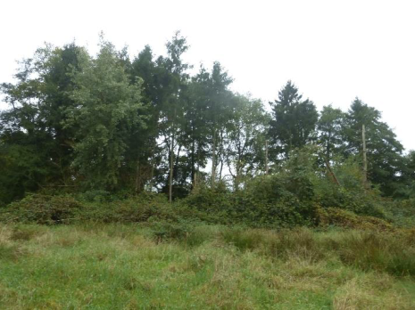 Nadelholzfläche Teilsicht von Nordosten