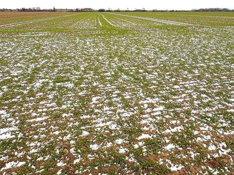Weilerswist Bauernhöfe, Landwirtschaft, Weilerswist Forstwirtschaft
