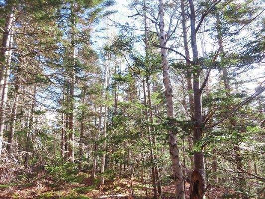 Cape Breton - Bras d`Or Lake - 18-Hektar-Areal in 