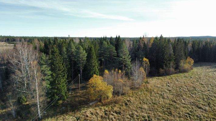 Teil v. eigenen Wald