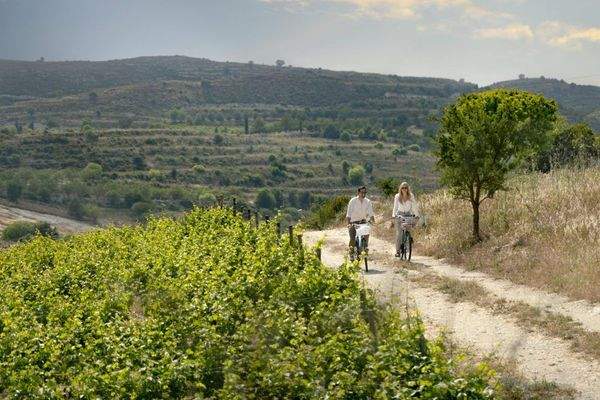 Nature_vineyards-1024x683