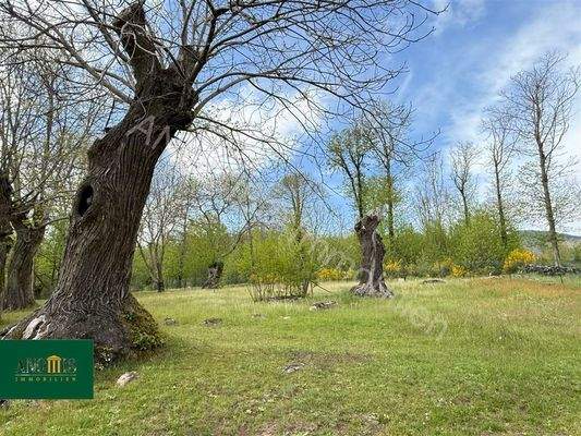 1 Hektar Kastanienwald