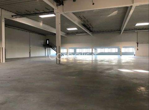 Köln Halle, Köln Hallenfläche