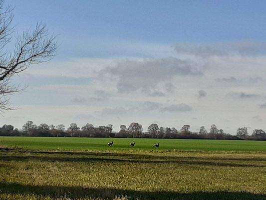 6 Über die Felder geblickt.jpg