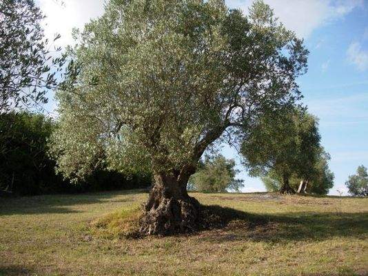 Olivenbaum ca. 1000 Jahre
