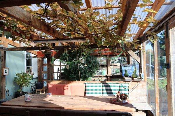 Weinreben im Sommerhaus