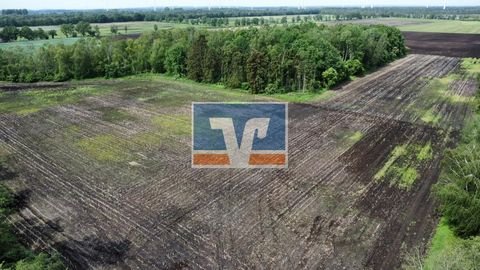 Neuenkirchen-Vörden Bauernhöfe, Landwirtschaft, Neuenkirchen-Vörden Forstwirtschaft