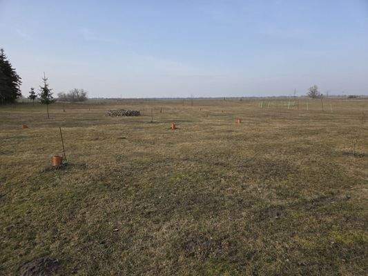 Wiese mit Obstbäumen