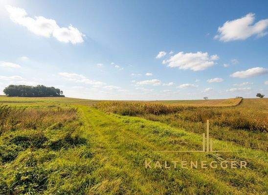 Natur pur wenn man den Wald verlässt