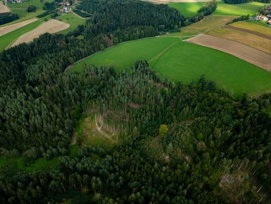 Waldfläche