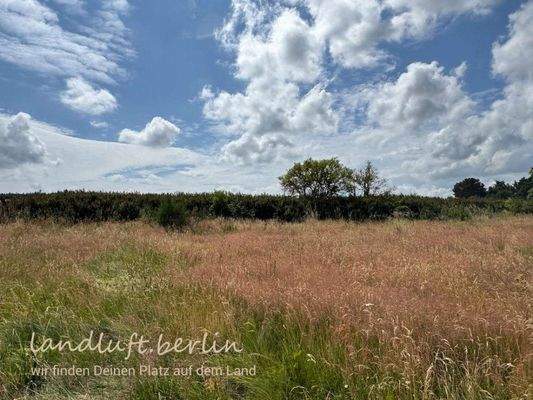 Blick Richtung Süden auf Kolbenspierhecke.jpg