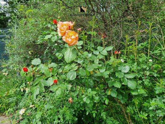 ...und Ihre wunderbaren Blumen...