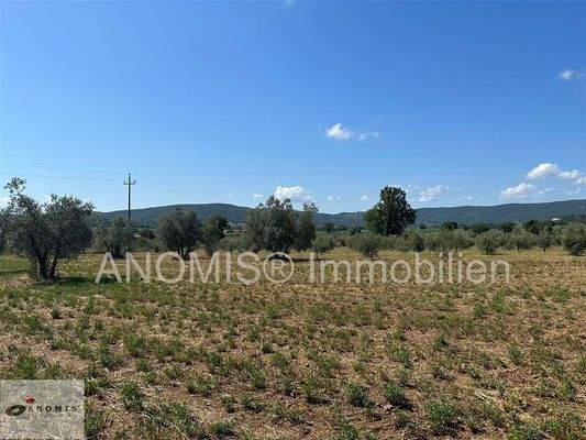 Wiese und Olivenhain