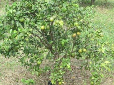 Manaus Grundstücke, Manaus Grundstück kaufen