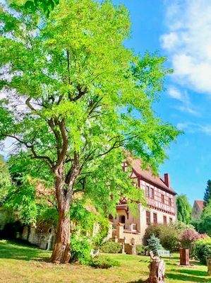 Schloss mit Robinie 1.jpeg