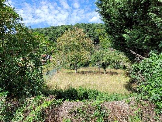 Wiese an den Siegauen