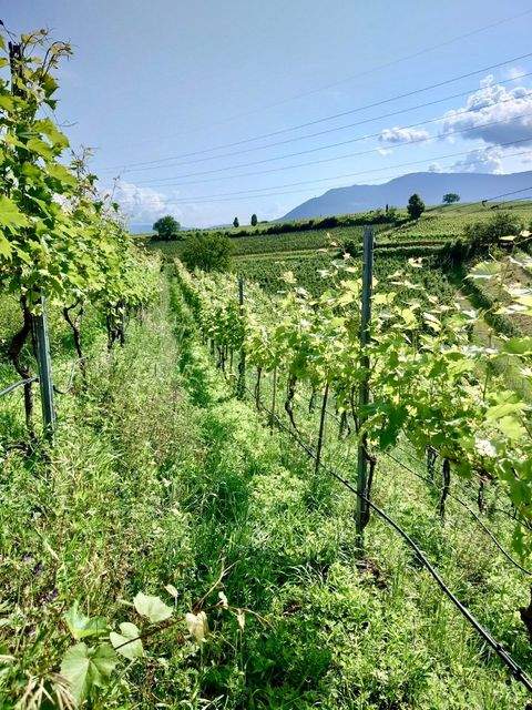 Eppan an der Weinstraße Bauernhöfe, Landwirtschaft, Eppan an der Weinstraße Forstwirtschaft