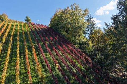Waldkirch / Buchholz Bauernhöfe, Landwirtschaft, Waldkirch / Buchholz Forstwirtschaft
