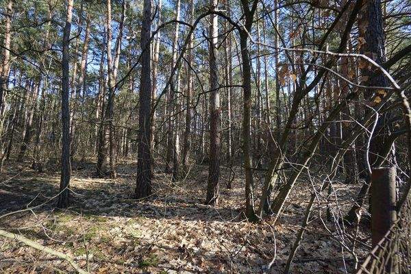 Auf dem Grundstück (3).jpg