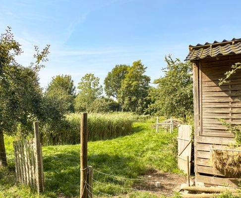 Blick über das Schilf zum Apfelgarten