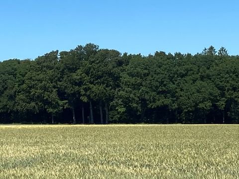 Westerwalsede Bauernhöfe, Landwirtschaft, Westerwalsede Forstwirtschaft