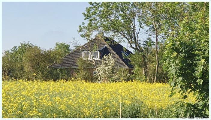 0850 Rapsblüte auf Nordstrand